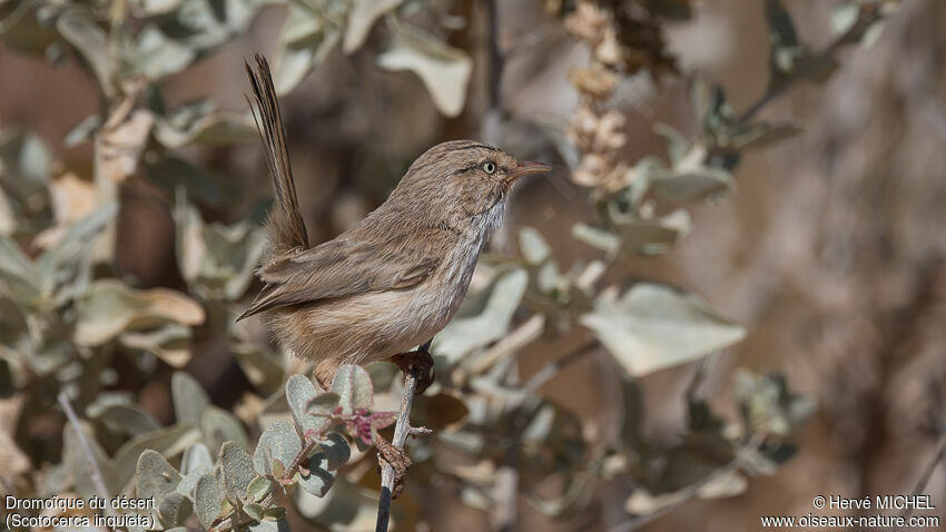 Streaked Scrub Warbleradult