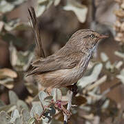 Streaked Scrub Warbler