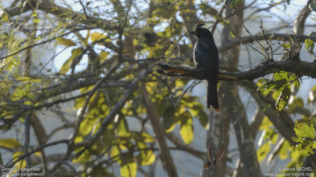 Greater Racket-tailed Drongoadult breeding