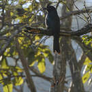 Drongo à raquettes