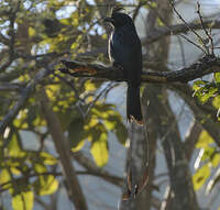 Drongo à raquettes