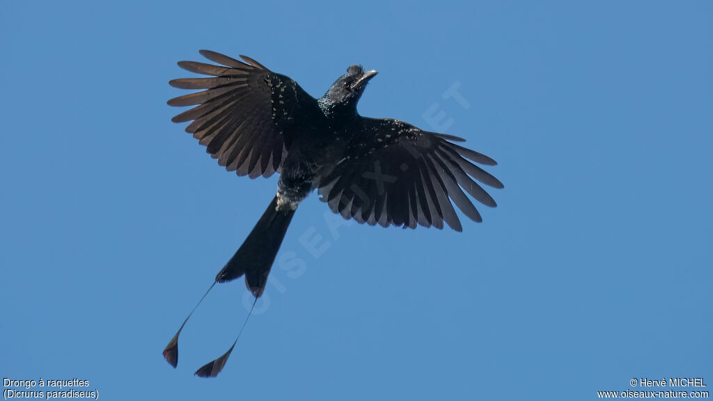 Drongo à raquettes