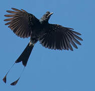 Drongo à raquettes