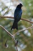 Greater Racket-tailed Drongo