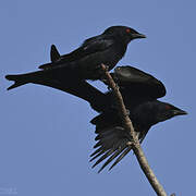 Fork-tailed Drongo