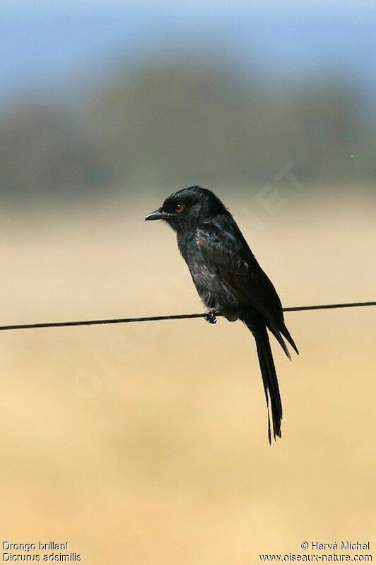 Fork-tailed Drongo