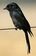 Fork-tailed Drongo