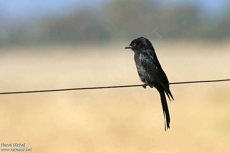 Fork-tailed Drongoadult, identification