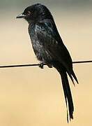 Fork-tailed Drongo