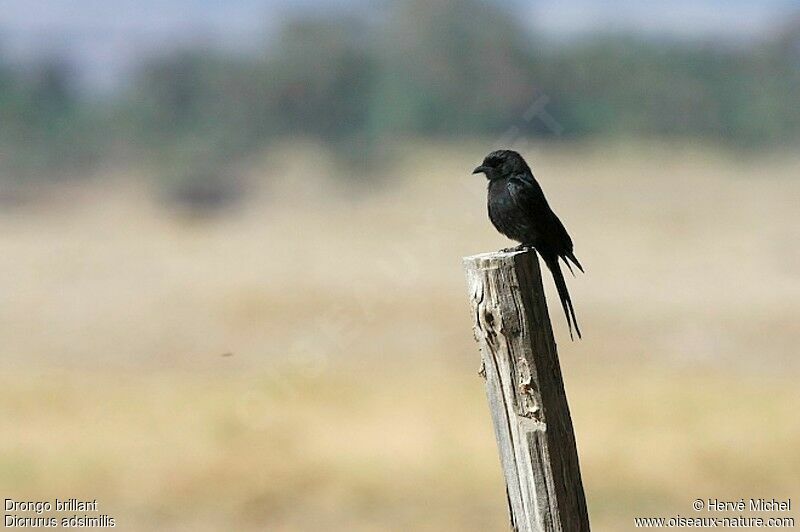 Fork-tailed Drongo