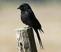 Fork-tailed Drongo