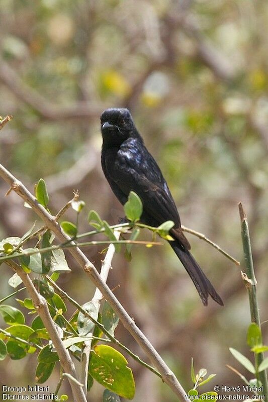 Fork-tailed Drongo