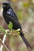 Fork-tailed Drongo