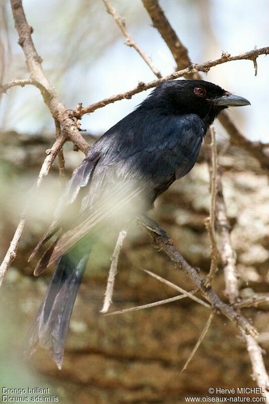 Fork-tailed Drongo