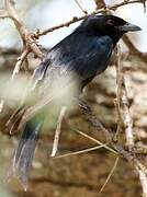 Fork-tailed Drongo