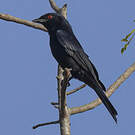 Drongo brillant