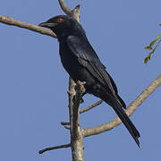 Fork-tailed Drongo