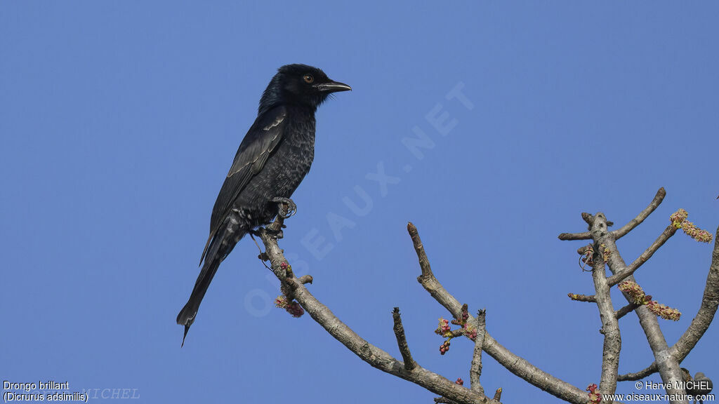 Drongo brillantjuvénile