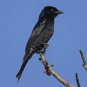 Fork-tailed Drongo