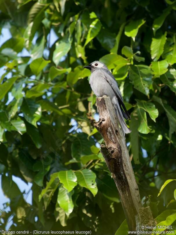 Ashy Drongo