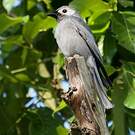 Drongo cendré