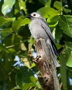 Ashy Drongo