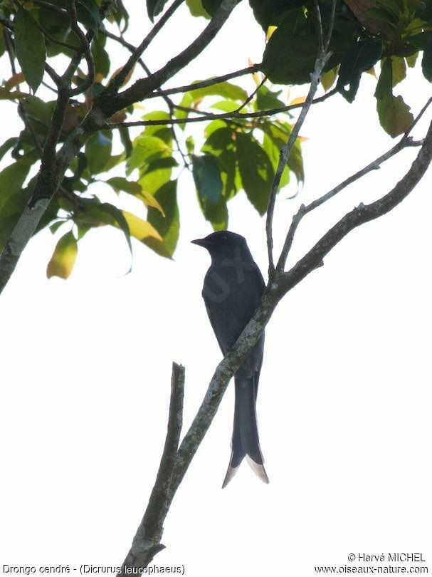 Drongo cendré