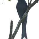 Drongo cendré