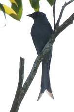 Drongo cendré