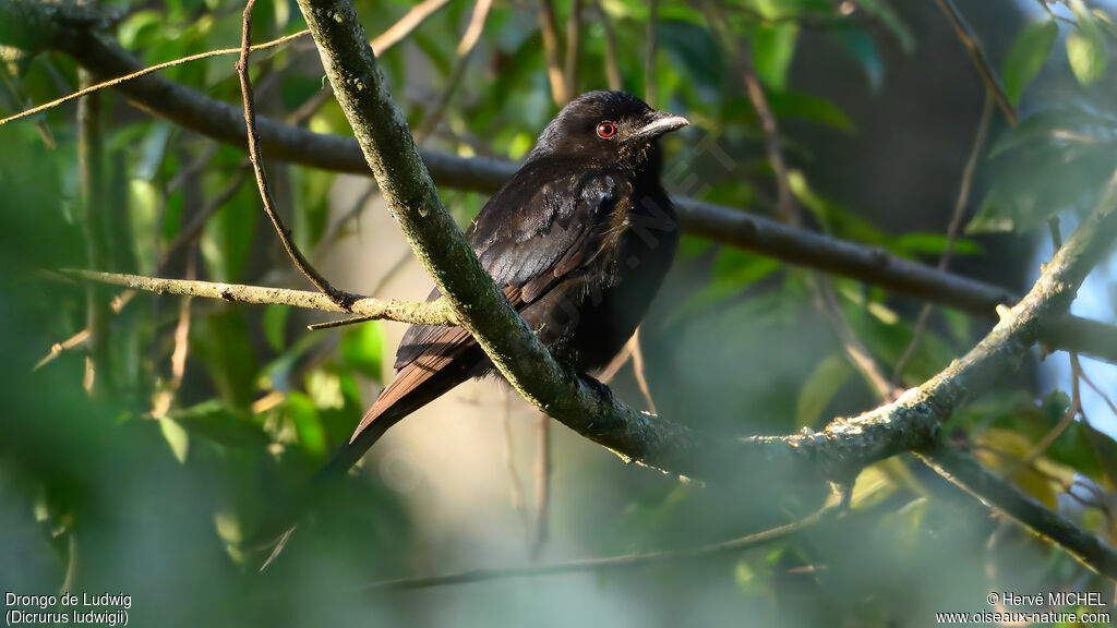 Drongo de Ludwig