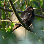 Drongo de Ludwig