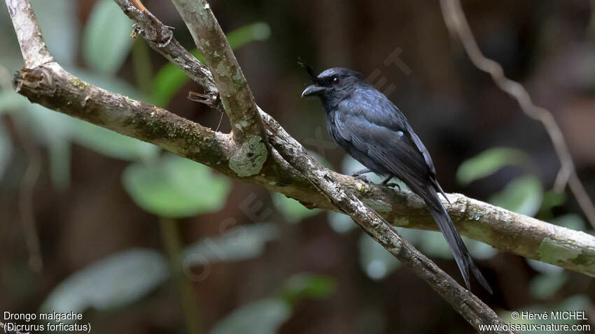 Crested Drongo