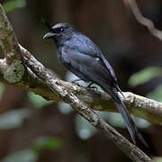 Crested Drongo