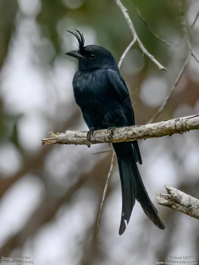 Crested Drongo