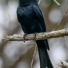 Drongo malgache