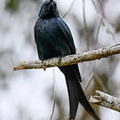Drongo malgache