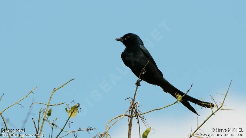 Black Drongo