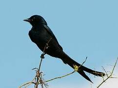 Black Drongo