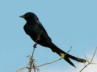 Drongo royal