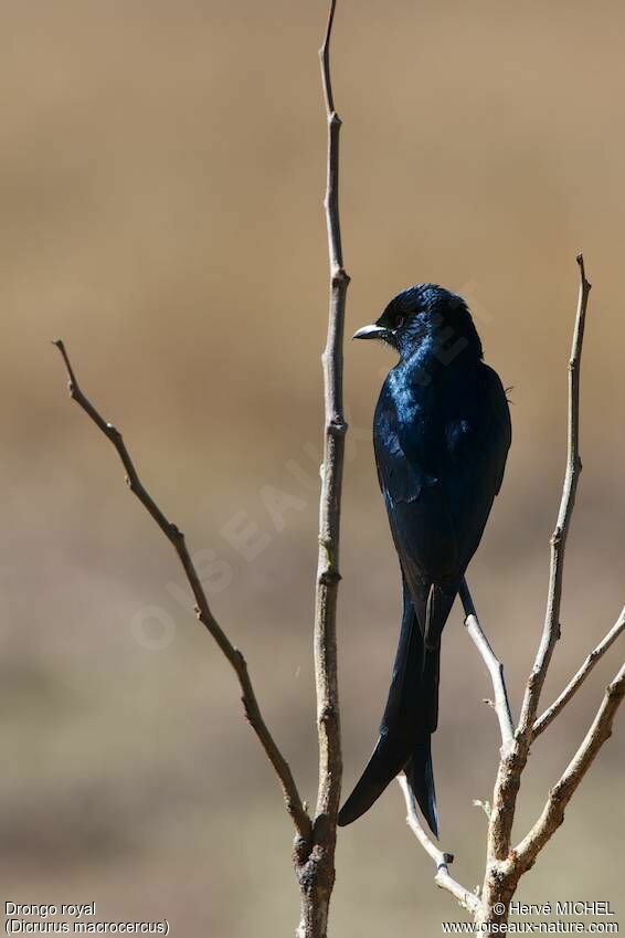 Drongo royal