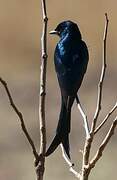 Black Drongo