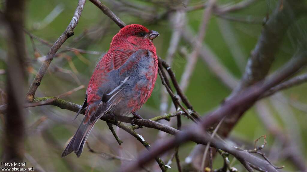 Pine Grosbeak male adult breeding, pigmentation