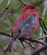 Pine Grosbeak