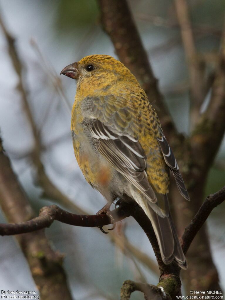 Pine Grosbeak female adult