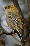 Pine Grosbeak