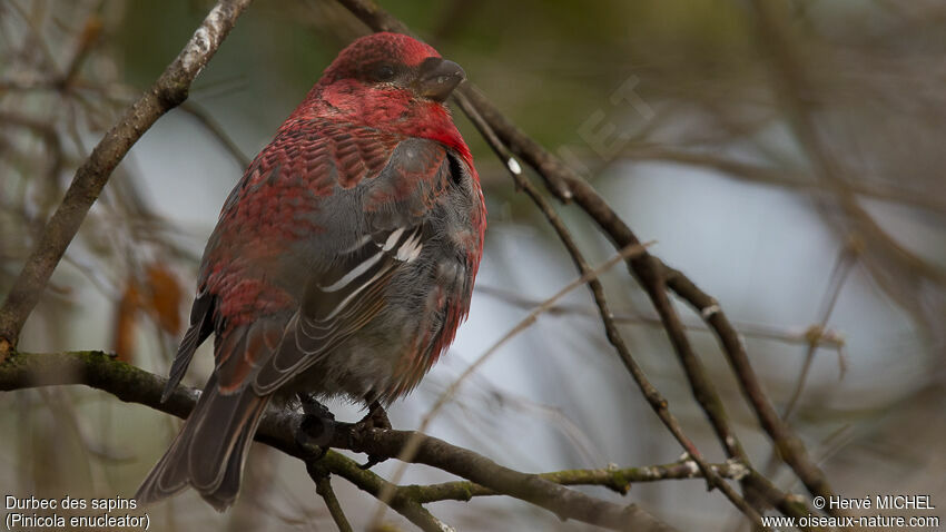 Pine Grosbeak male adult breeding