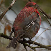 Pine Grosbeak