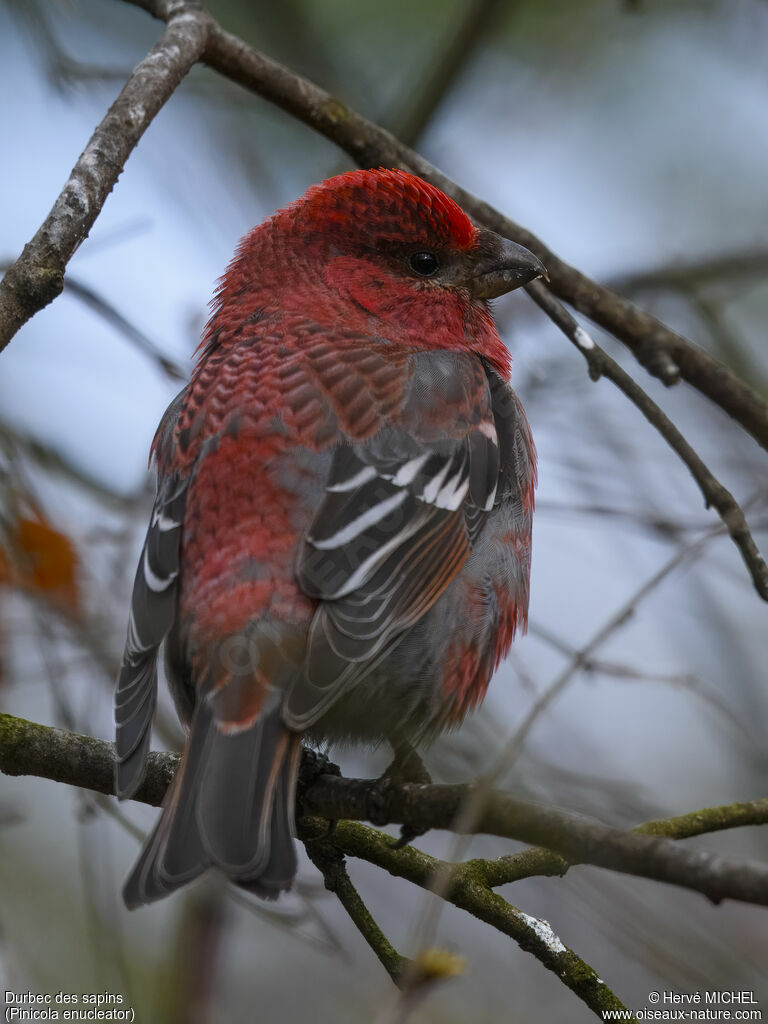 Pine Grosbeak male adult breeding