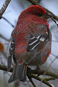 Pine Grosbeak