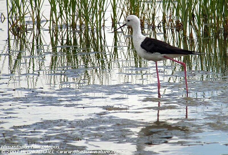 Black-winged Stilt